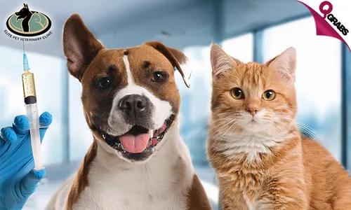 Shield your Pet with a Vaccination & Consultation!